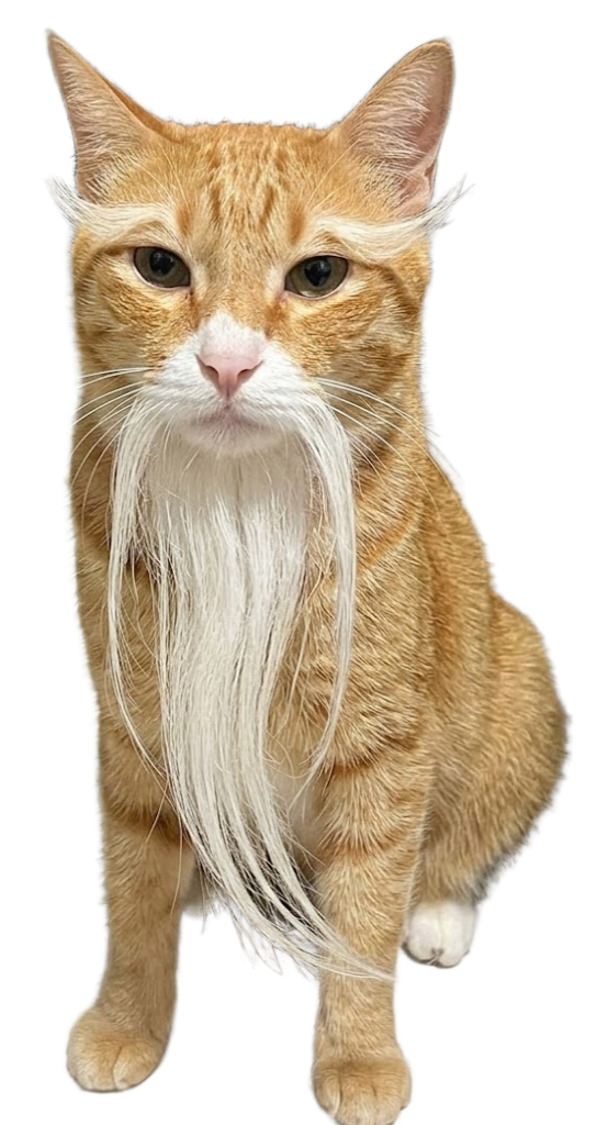 Sensei Cat